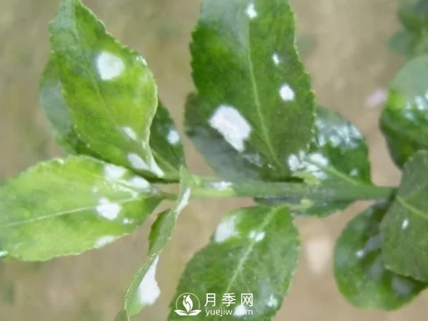 園林綠化樹(shù)木3-5月份養護管理要點(diǎn)(圖8)