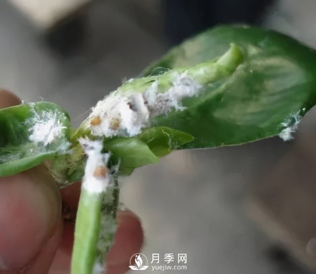 園林綠化樹(shù)木3-5月份養護管理要點(diǎn)(圖2)
