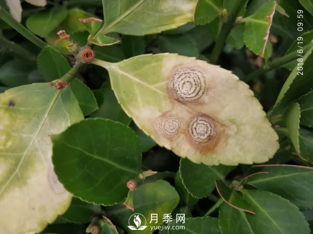園林綠化樹(shù)木3-5月份養護管理要點(diǎn)(圖10)