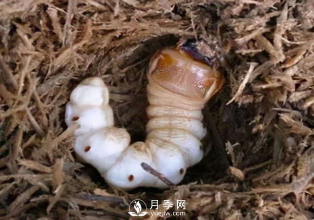 園林綠化樹(shù)木3-5月份養護管理要點(diǎn)(圖7)