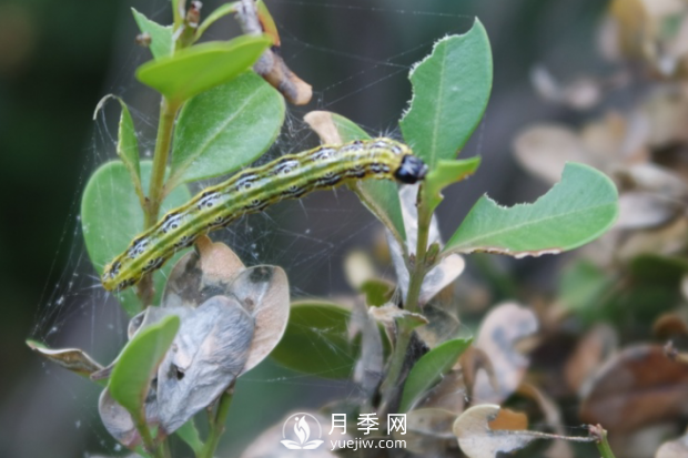 園林綠化樹(shù)木3-5月份養護管理要點(diǎn)(圖4)