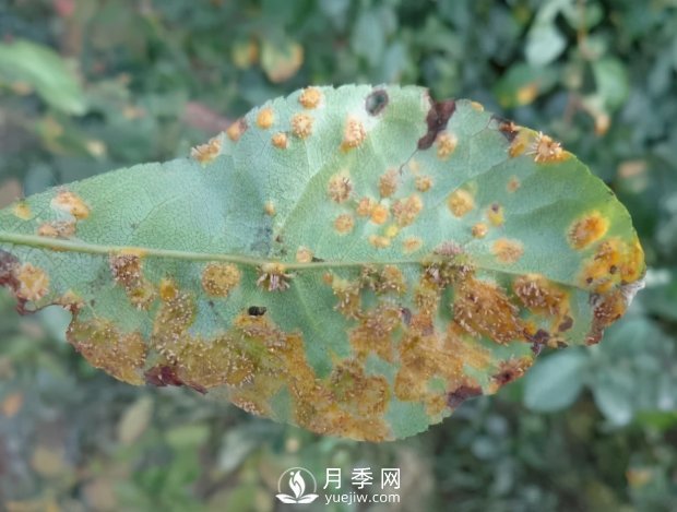 園林綠化樹(shù)木3-5月份養護管理要點(diǎn)(圖9)