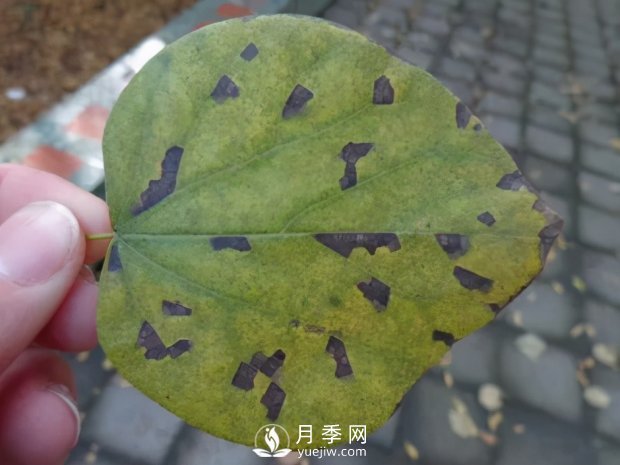 園林綠化樹(shù)木3-5月份養護管理要點(diǎn)(圖11)