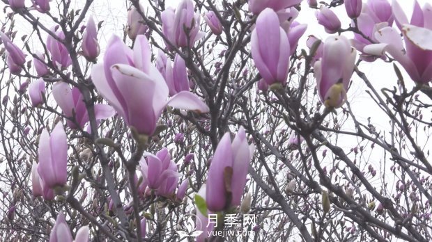 南陽(yáng)社旗：趙河游園玉蘭花開(kāi)美如畫(huà)(圖2)
