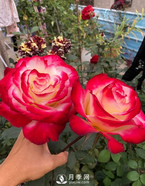 紅雙喜月季，盆栽花卉新寵，香飄滿(mǎn)室，四季有花看(圖1)