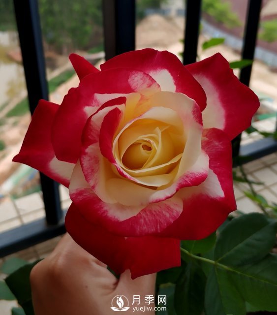 紅雙喜月季，盆栽花卉新寵，香飄滿(mǎn)室，四季有花看(圖3)