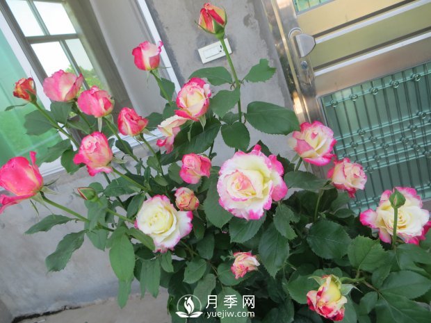 紅雙喜月季，盆栽花卉新寵，香飄滿(mǎn)室，四季有花看(圖2)