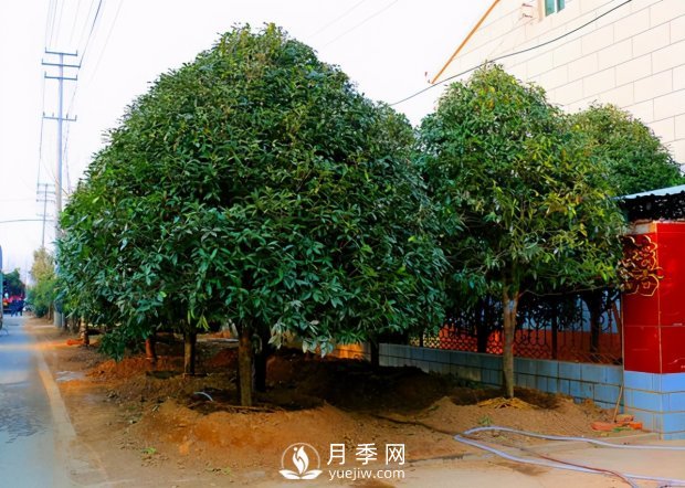 春季桂花移栽修剪有訣竅，苗場(chǎng)老農親傳經(jīng)驗(圖1)