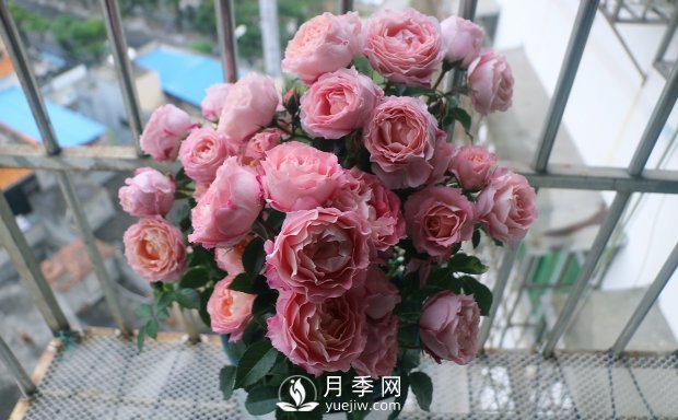 海神王陽(yáng)臺月季，專(zhuān)為盆栽觀(guān)賞而生，四季有花開(kāi)(圖2)