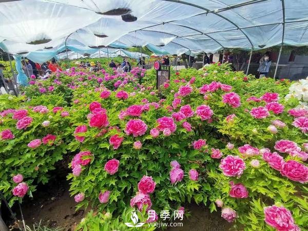 能否把牡丹確定為國花？全國人大代表連續4年提建議(圖3)