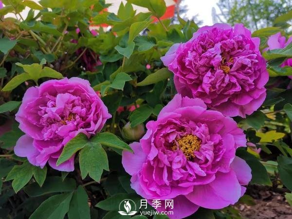 能否把牡丹確定為國花？全國人大代表連續4年提建議(圖2)
