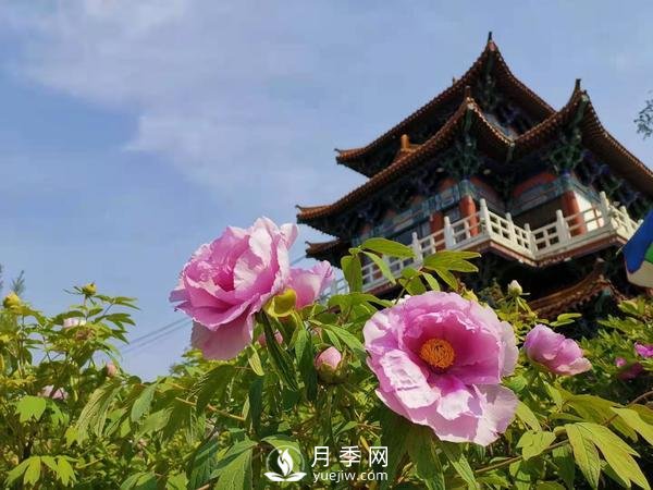 能否把牡丹確定為國花？全國人大代表連續4年提建議(圖1)