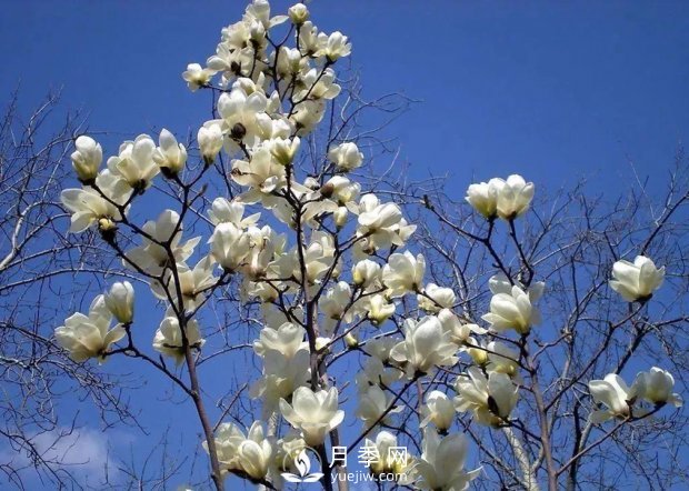 南陽(yáng)南召：玉蘭花大全，5種玉蘭簡(jiǎn)介(圖1)