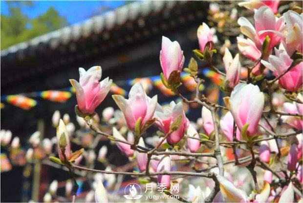 南陽(yáng)南召：玉蘭花大全，5種玉蘭簡(jiǎn)介(圖3)