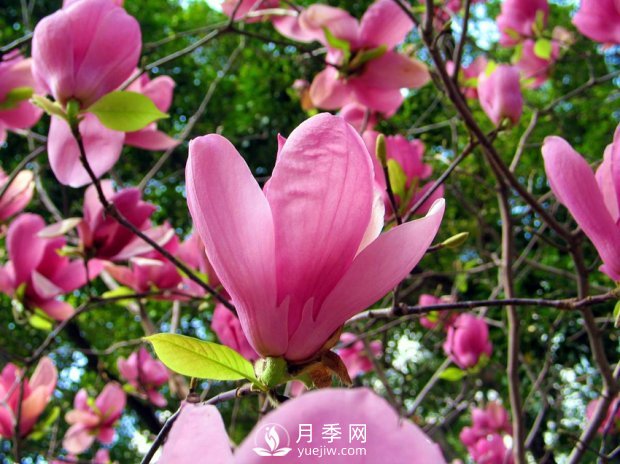 南陽(yáng)南召：玉蘭花大全，5種玉蘭簡(jiǎn)介(圖2)