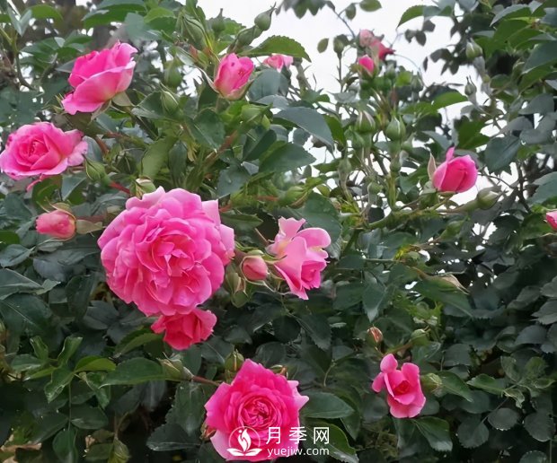 安徽阜陽(yáng)網(wǎng)紅打卡地誕生：阜南恒居月季花海等您來(lái)！(圖2)