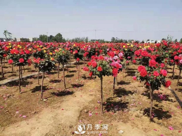 安徽阜陽(yáng)網(wǎng)紅打卡地誕生：阜南恒居月季花海等您來(lái)！(圖1)
