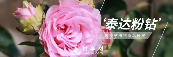 天津泰達集團4個(gè)耐鹽堿月季新品種獲國家林草局授權(圖1)