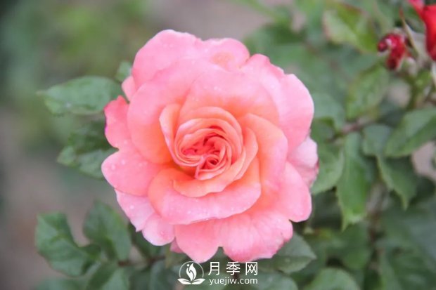天津泰達集團4個(gè)耐鹽堿月季新品種獲國家林草局授權(圖3)