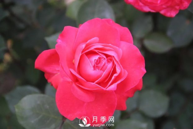 天津泰達集團4個(gè)耐鹽堿月季新品種獲國家林草局授權(圖4)