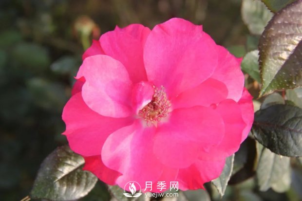 天津泰達集團4個(gè)耐鹽堿月季新品種獲國家林草局授權(圖2)