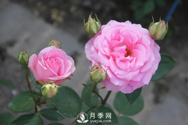 天津泰達集團4個(gè)耐鹽堿月季新品種獲國家林草局授權(圖5)