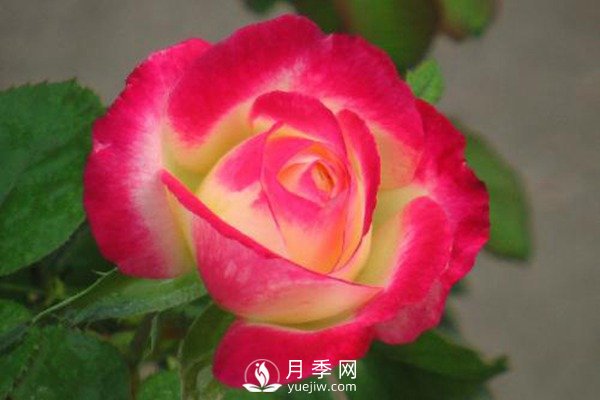 超級香的紅雙喜月季資料，花友必須知道(圖1)