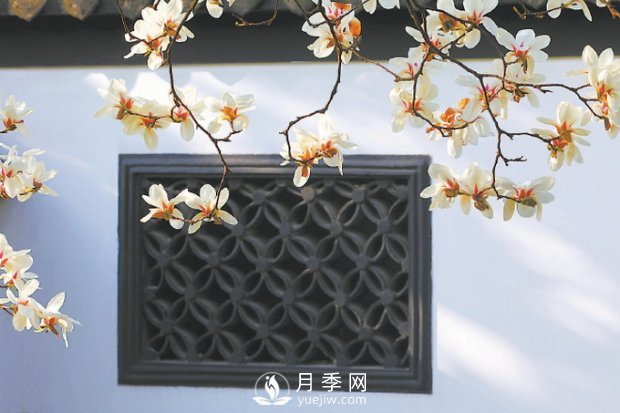 紫玉蘭名為辛夷，其實(shí)是份“心意”！了解玉蘭文化(圖1)