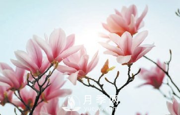 紫玉蘭名為辛夷，其實(shí)是份“心意”！了解玉蘭文化(圖2)
