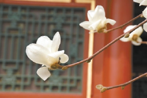 紫玉蘭名為辛夷，其實(shí)是份“心意”！了解玉蘭文化(圖4)