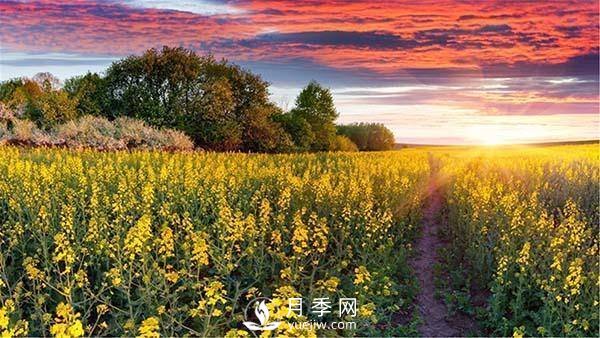 “花經(jīng)濟”如何才能“常開(kāi)不敗”？(圖1)