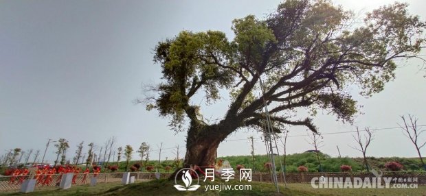 江西省南昌縣涇口鄉舉辦首屆鄉村振興發(fā)展大會(huì )(圖7)