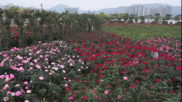 南陽(yáng)月季扮美肇慶，月季花海驚艷綻放(圖2)
