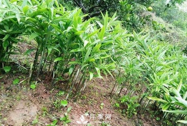 南陽(yáng)黃精種苗種植基地(圖1)