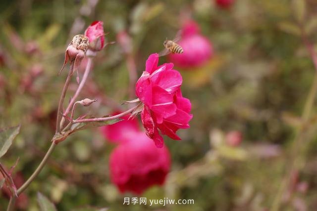 四川南允30萬(wàn)株豐花月季盛開(kāi)，千姿百態(tài)等您來(lái)賞(圖3)