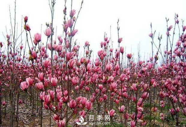 南召縣云陽(yáng)玉蘭種植農民基地(圖1)