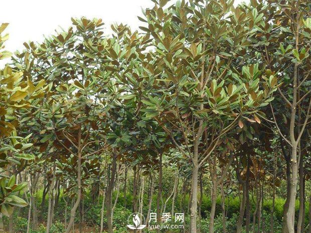 南召縣小店鄉苗木基地批發(fā)供應紅白廣玉蘭五角楓(圖1)