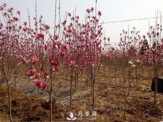 南召縣小店鄉苗木基地批發(fā)供應紅白廣玉蘭五角楓(圖2)