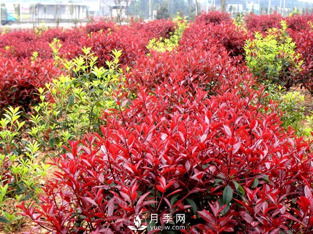 南陽(yáng)市臥龍區香樟紅葉石楠苗木種植基地(圖1)