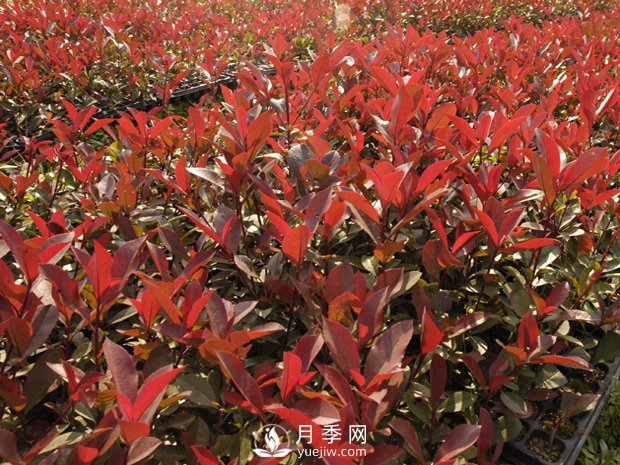 南陽(yáng)市臥龍區香樟紅葉石楠苗木種植基地(圖2)