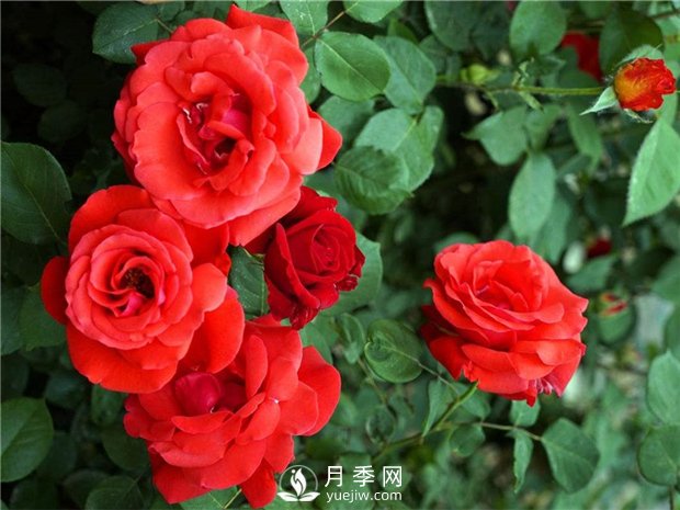 緋扇月季苗，杯苗，小苗，盆花產(chǎn)地批發(fā)(圖1)