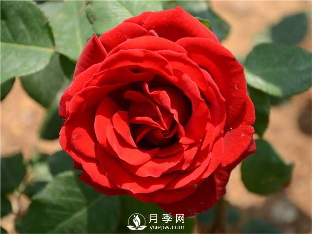 緋扇月季苗，杯苗，小苗，盆花產(chǎn)地批發(fā)(圖2)
