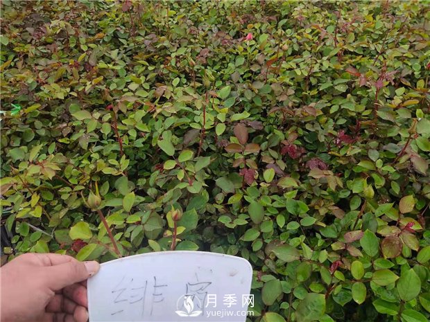 緋扇月季苗，杯苗，小苗，盆花產(chǎn)地批發(fā)(圖3)