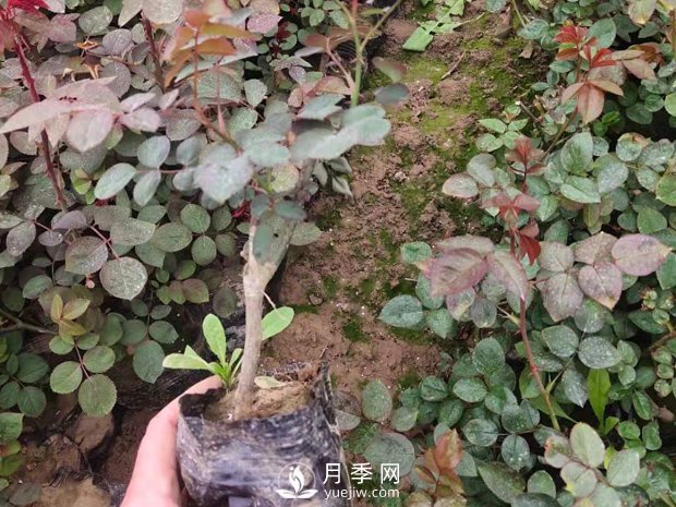 緋扇月季苗，杯苗，小苗，盆花產(chǎn)地批發(fā)(圖4)