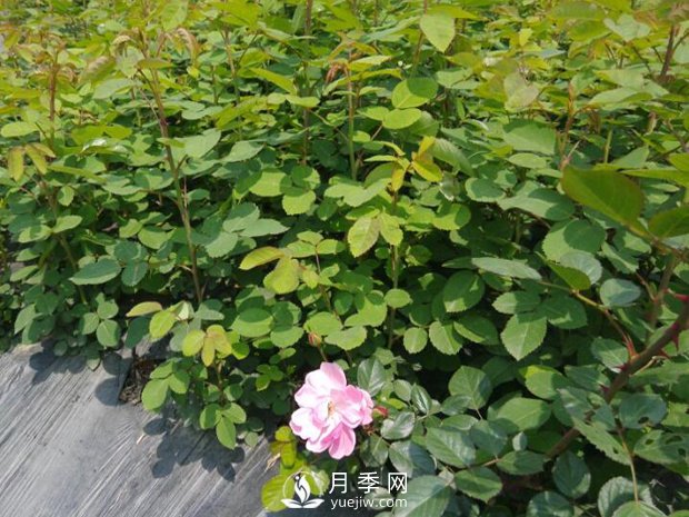 月季苗圃占了永久基本農田，會(huì )不會(huì )被罰？(圖1)