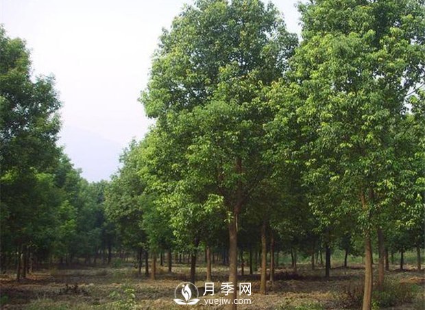 盤(pán)點(diǎn)南陽(yáng)銷(xiāo)售較好的3種綠化苗木(圖2)