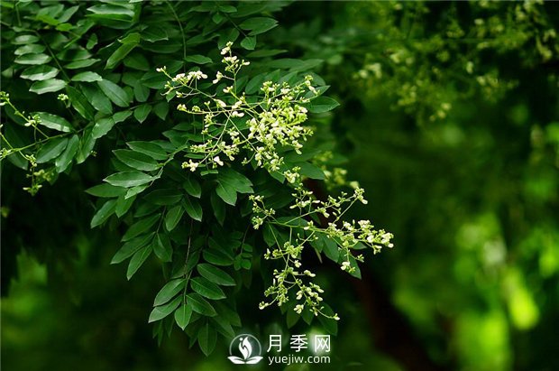 盤(pán)點(diǎn)南陽(yáng)銷(xiāo)售較好的3種綠化苗木(圖1)