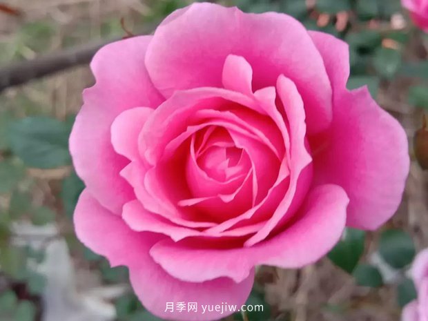 果汁陽(yáng)臺，鈴之妖精，紅蘋(píng)果，表現好的三個(gè)月季品種(圖2)
