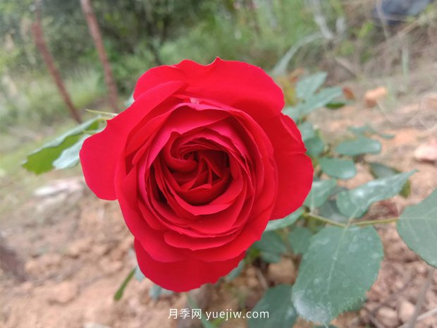 果汁陽(yáng)臺，鈴之妖精，紅蘋(píng)果，表現好的三個(gè)月季品種(圖3)