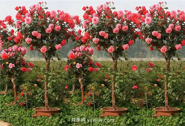 別的花不愛(ài)只養月季花，精挑細選了5個(gè)品種個(gè)個(gè)經(jīng)典(圖5)